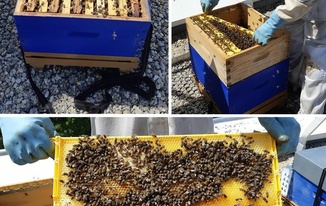 ???? Les #ruches Montjovis PREMIERE RECOLTE...